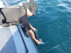 solenn Remise à l'Eau Poisson No Kill préservation environnement écologie